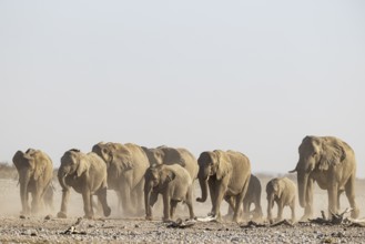African Elephant (Loxodonta africana). Breeding herd rushing towards a waterhole. Etosha National