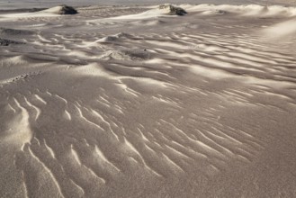 Small sand heaps form around the sparse vegetation in the Namib Desert. Skeleton Coast National