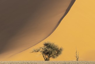 Sand dune and camelthorn tree (Vachellia erioloba) in the Namib Desert, Namib-Naukluft Park,