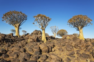 Quiver Tree (Aloidendron dichotomum). Quiver tree forest, Keetmanshoop, Southern Namibia