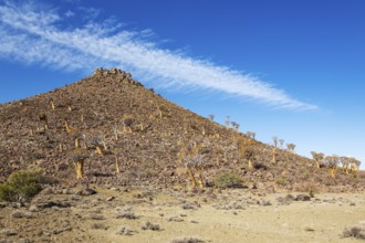 Quiver Tree (Aloidendron dichotomum). At the slope of a conical rock, a so-called Prince Albert