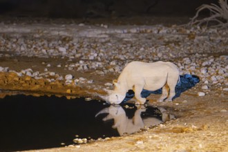 Black Rhinoceros (Diceros bicornis). Also called Hook-lipped Rhinoceros. At night at the floodlit