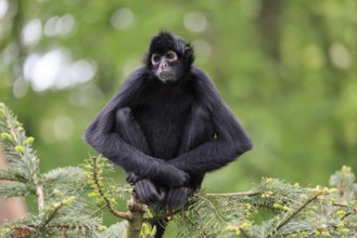 Brown-headed spider monkey (Ateles fusciceps rufiventris), alert, sitting, on tree, South America