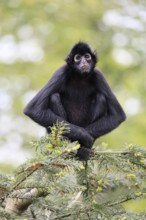 Brown-headed spider monkey (Ateles fusciceps rufiventris), alert, sitting, on tree, South America