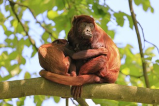 Venezuelan red howler (Alouatta seniculus), adult, female, juvenile, on tree, resting, South