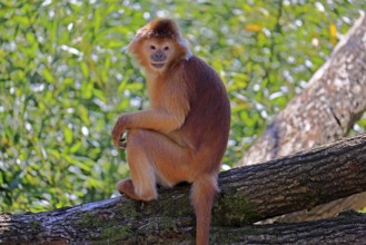 Javan lutung (Trachypithecus auratus), orange morph, adult, sitting, on tree, alert, endangered