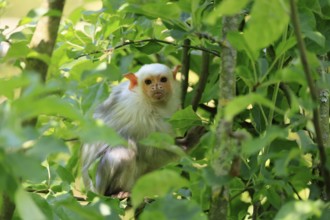Silver marmoset (Mico argentatus, Syn.: Callithrix argentata), silver marmoset, adult, on tree