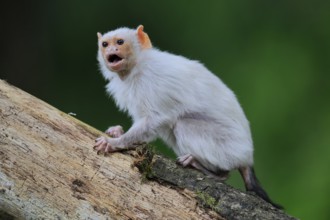Silver marmoset (Mico argentatus, Syn.: Callithrix argentata), silver marmoset, adult, on tree