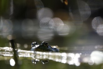 Frog in a pond, summer, Germany