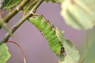 Puss moth caterpillar, summer, Germany