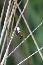 Crab spider, summer, Germany