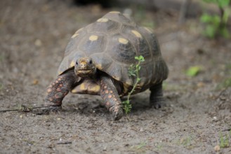 Coal turtle (Geochelone carbonaria), adult, foraging, running, South America