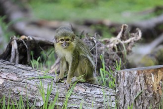 Gabon talapoin (Miopithecus ogouensis), adult, alert, on tree trunk
