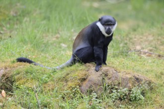 L'Hoest's monkey (Cercopithecus lhoesti), adult, on rocks, vigilant