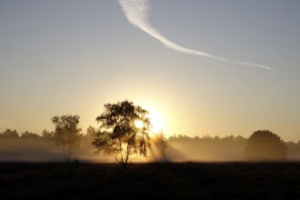Morning atmosphere in a heath landscape, morning sun and fog, summer, Germany