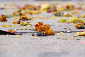 After a wedding, scattered flowers, summer, Germany