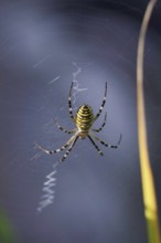 Wasp spider, summer, Saxony, Germany
