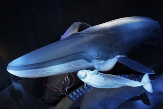 Blue whale (Balaenoptera musculus) and beluga whale, white whale (Delphinapterus leucas), 1:1 scale