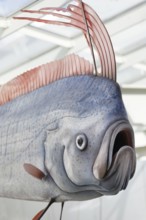 Portrait oarfish (Giant oarfish) replica on a scale of 1:1, Ozeaneum, Natukundemuseum, museum