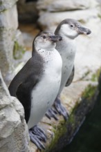 Humboldt penguin (Spenuiscus humboldti), penguin enclosure, Ozeaneum, Natukundemuseum, museum