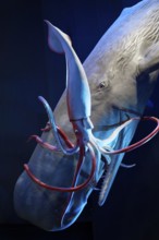 Sperm whale (Physeter macrocephalus captures giant squid (Architheutis dux), giant octopus, 1:1