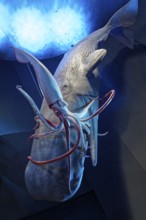 Sperm whale (Physeter macrocephalus captures giant squid (Architheutis dux) in the light, giant