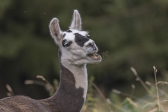A curious llama jumps around on grass in a green field surrounded by trees. Its striking facial
