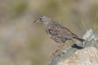 An Alpine Accentor (Prunella collaris) stands on a rocky surface beneath clear ski slopes. Its