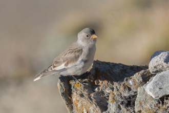 A young white snowfinch (Montifringilla nivalis) sits on a rough rock surrounded by a blurred