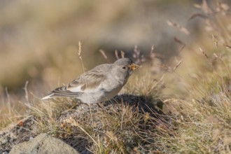 A young white snowfinch (Montifringilla nivalis) searches for food between rocks and grass. The