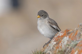 A young white snowfinch (Montifringilla nivalis) with grey feathers and a bright orange beak sits