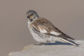 A white snowfinch (Montifringilla nivalis) stands on a rocky surface and displays its striking