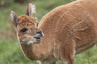 A guanaco stands in a lush green pasture, showing off its striking fur and curious expression. The