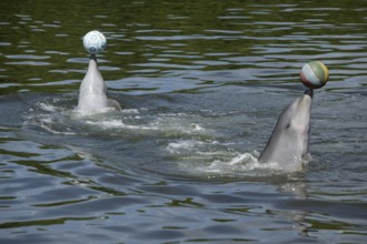 Dolphin, Bottlenose dolphin (Tursiops truncatus), 2 animals performing tricks, Cuba, Caribbean,