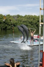 Dolphin, Bottlenose dolphin (Tursiops truncatus), 2 animals performing tricks, Cuba, Caribbean,