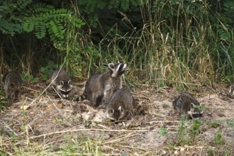 Raccoon, family at the edge of a forest, summer, Saxony, Germany