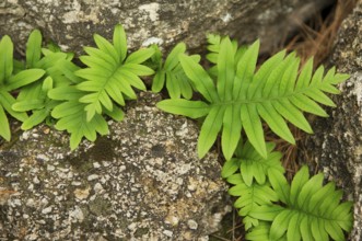 Common polypody, angelica, common spotted fern, spotted fern, stone fern (Polypodium vulgare),