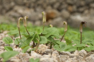 Common cap-aroon, common monk's cap, common Friar's Cowl, common monk's cap (Arisarum vulgare),