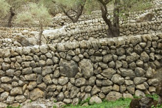 Stone walls in an olive grove, Majorca, Balearic Islands, Spain