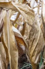 Maize field near Hünxe, dry plants, still being harvested, mostly used for concentrated feed for