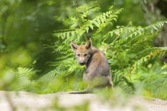 Eurasian wolf (Canis lupus lupus) cub (youngster) sitting on a little sand hill in the forest,