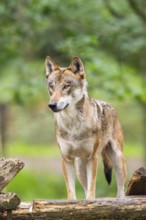 Eurasian wolf (Canis lupus lupus) standing in a forest, Hesse, Germany