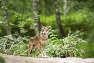 Eurasian wolf (Canis lupus lupus) standing on a little sand hill in the forest, Hesse, Germany