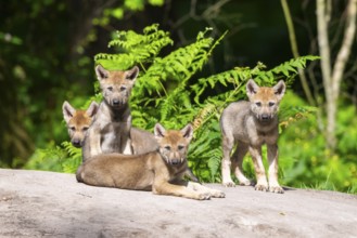 Eurasian wolf (Canis lupus lupus) cubs (youngster) on a little sand hill in the forest, Hesse,