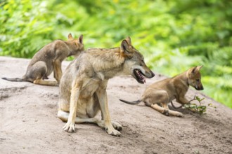 Eurasian wolf (Canis lupus lupus) mother playing with her cub (youngster) on a little sand hill in