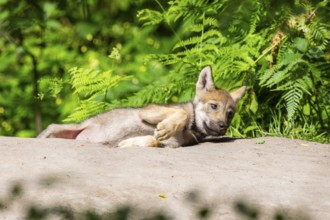 Eurasian wolf (Canis lupus lupus) cub (youngster) lying on a little sand hill in the forest, Hesse,