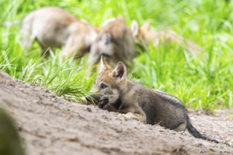 Eurasian wolf (Canis lupus lupus) cub (youngster) lying on a little sand hill in the forest, Hesse,