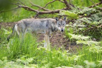 Eurasian wolf (Canis lupus lupus) standing in a forest, Hesse, Germany