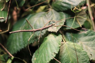 Annam stick insect (Medauroidea extradentata), Vietnamese stick insect, ghost insect, adult,