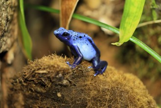 Blue poison dart frog (Dendrobates tinctorius), Blue poison dart frog, adult, alert, South America